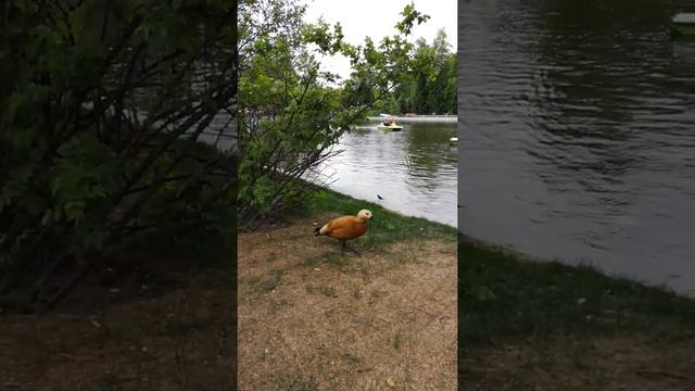 Утка Огарь на прогулке в парке им. Горького Москва