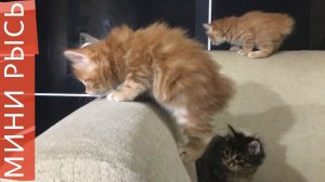 Как растут котята породы "Курильский бобтейл" | Один месяц 8 дней