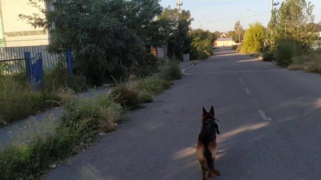 #polyglot #полиглот #zhakhin #bolat #жахин #болат #хаски #huski #мишель #немецкаяовчарка #грета смотреть онлайн