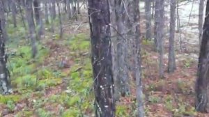 Ориентирование в тайге по лишайникам, пример 2