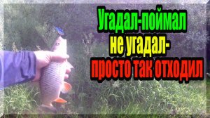 Никогда не знаешь что придется лобастому(голавлю) по вкусу... Влияние цвета воблера на клев голавля.