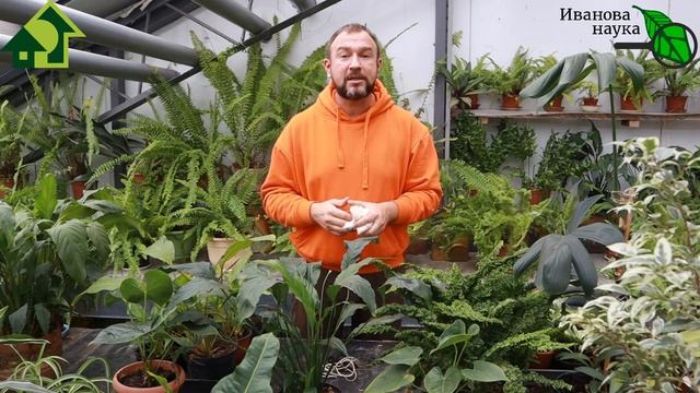 БЕСПЛАТНЫЙ СПОСОБ ПОЛУЧЕНИЯ КОРЕНАСТОЙ РАССАДЫ. Без удобрений, подкормок и обработок. смотреть онлайн