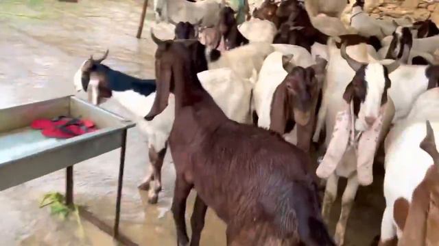 Bakre ny Mohib Ko Laat Mar Di | Finally Bakra Ly liya смотреть онлайн