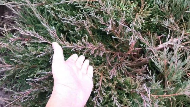 Как кустарники и хвойные меняют цвет осенью.#сад#идеидлясада#кустарники#туи