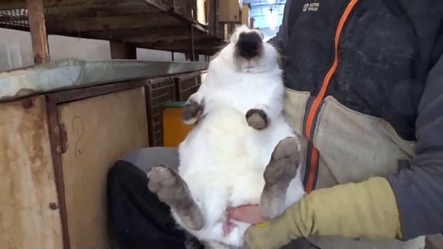 Покрыть крольчиху без "охоты", миф придуманный дилетантами. Обучающее видео смотреть онлайн