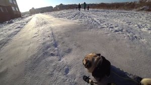 Зимний комбинезон для мопса | мопс - бэтмен | одежда для собак | sir mops