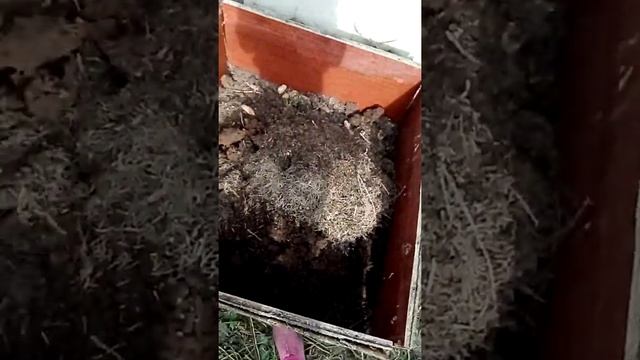 Голубика. Подготавливаем грядку правильно смотреть онлайн