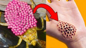 Вот Как Выглядит Самое Опасное Насекомое в Мире