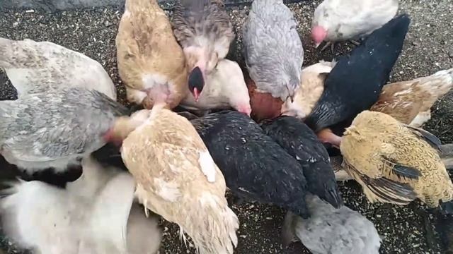 Кормление кур в теплице сытной мешанкой смотреть онлайн