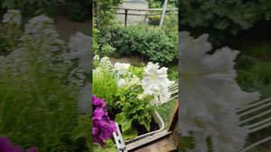 Петуния Альба обзор.