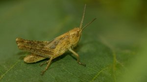 О чём поёт кузнечик. Фауна Беларуси / Микропланета