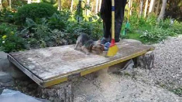 Злобный йорк. 
