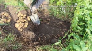 Урожай картофеля - "ведро с куста".