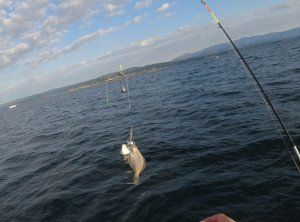 Рыбалка на камбалу !..Японское море 02.10.2021.