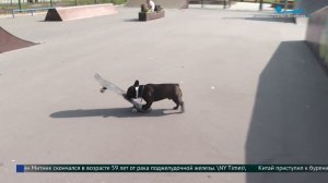 Бульдог Барон - талантливый скейтер и просто хороший мальчик