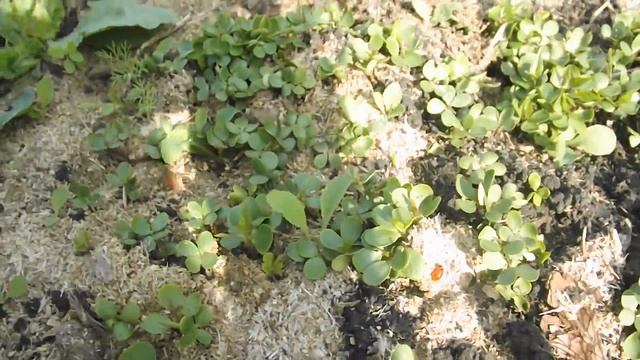 Всходы сеянцев катальпы. смотреть онлайн