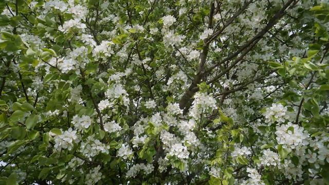 Здравствуй лето (автор Ю.Ключарёва, исп. дуэт "Берегиня") смотреть онлайн