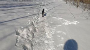 ЦВЕРГПИНЧЕР - Мини ДОБЕРМАН/Лучший друг человека