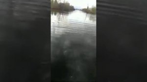 Личинка щуки, зарыбление озера в Новосибирске