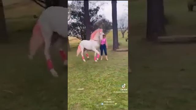 Для тех кто любит лошадей! Красавцы, глаз не оторвать!!!???❤️❤️❤️??? смотреть онлайн