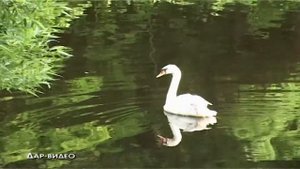 Ас Вентура Камчатка (OFFICIAL MUSIC AUDIO)