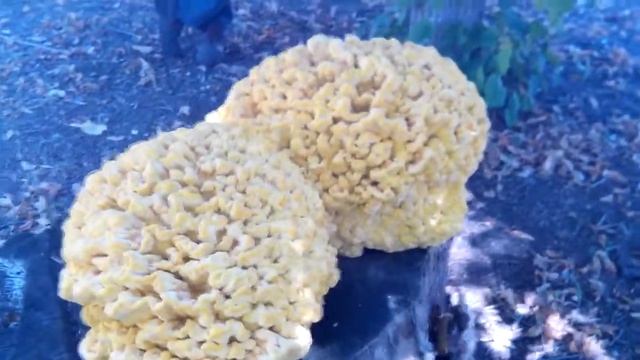 Гриб трутовик серно-желтый. Марс атакует! смотреть онлайн