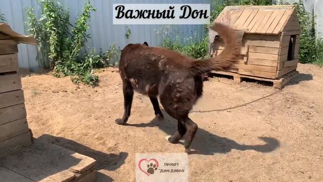 Знакомство с «будочниками» из приюта «Дом Добра»