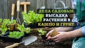 Дела садовые. Высадка растений в кашпо и грунт.?