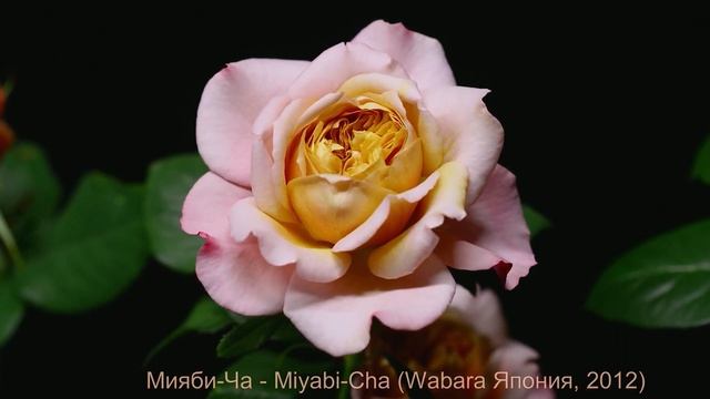 Как распускается роза Мияби-Ча - Miyabi-Cha (Wabara Япония, 2012) смотреть онлайн