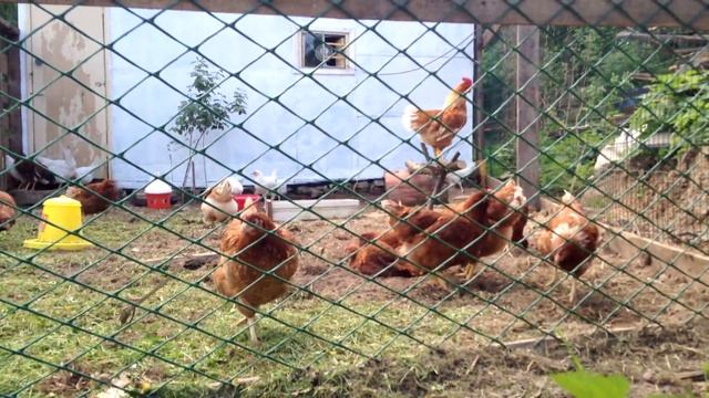 Вьетнамские вислобрюхие свиньи и куры в нашем хозяйстве