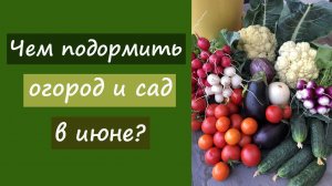 Чем подкормить огород и сад в июне?