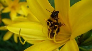 Pentax wg-3 gps macro 1cm