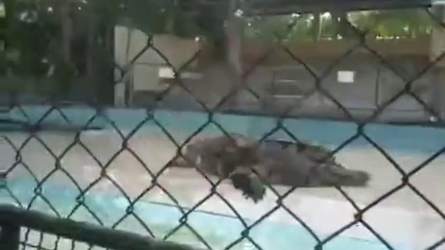 Phuket Zoo Crocodile show смотреть онлайн