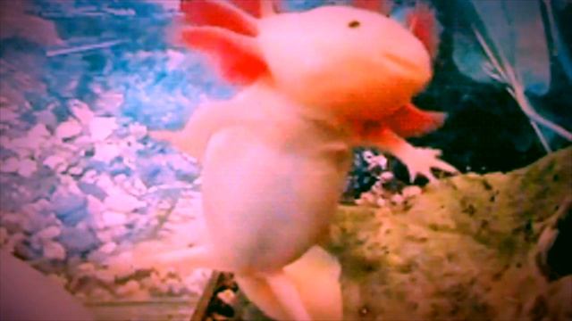 Axolotl by Julio Cortazar read by A Poetry Channel смотреть онлайн