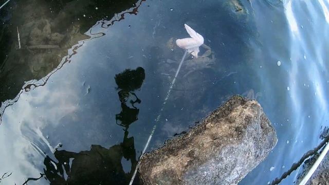 Ловля голубого краба в Испании. Определяем качество наживки. Как крабы отобрали наживку. Валенсия смотреть онлайн