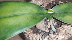 фаленопсис капучино бутылка и вылка в выращивании орхидей 😂