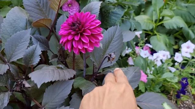 Jennifer Mary Ellen Dahlia смотреть онлайн