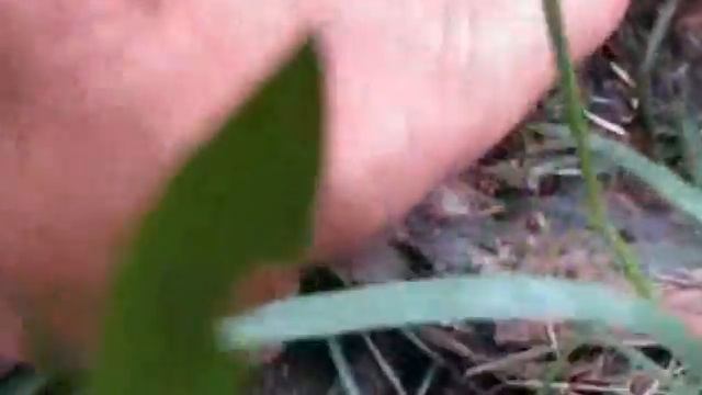 Муравейник в берёзовом полене (5). смотреть онлайн