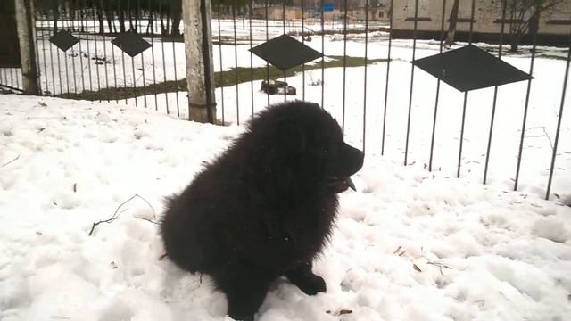 3 Догонялки 3 31 янв 16г