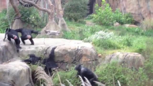 Ищу по мху енота смотреть онлайн