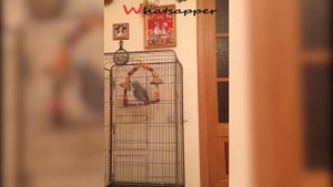 попугай матершинник )))