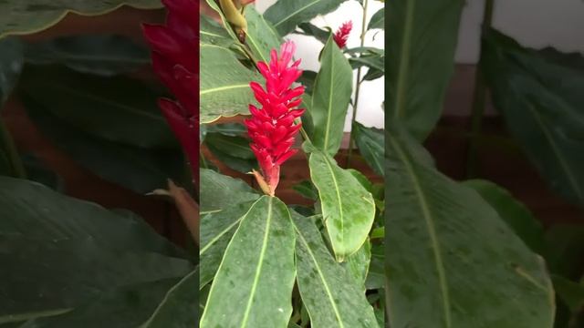 Lovely #flowers Alpinia purpurata, red ginger, also called ostrich plume and pink cone ginger,