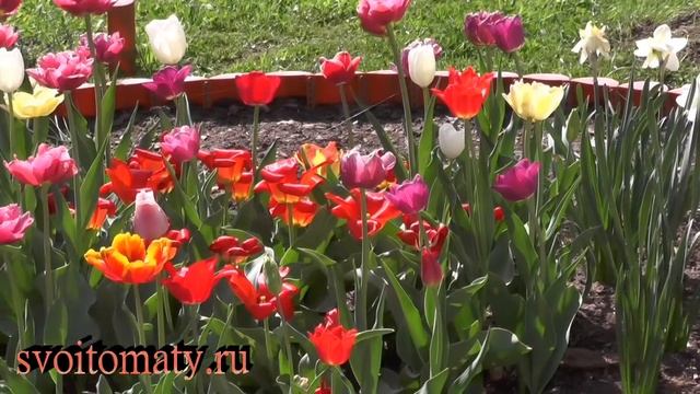 Цветение тюльпанов после ранней выкопки луковиц