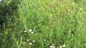 ПРОГУЛКА В ПОЛЕ, КАСИМОВСКИЙ РЫНОК, МОДНАЯ КЕПКА.