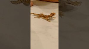 Бородатая ящерица (Бородатая агама) Pogona barbata