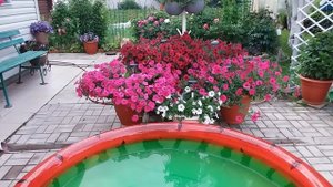 Ампельные ПЕТУНИИ. Обзор по сортам и сериям . Часть вторая