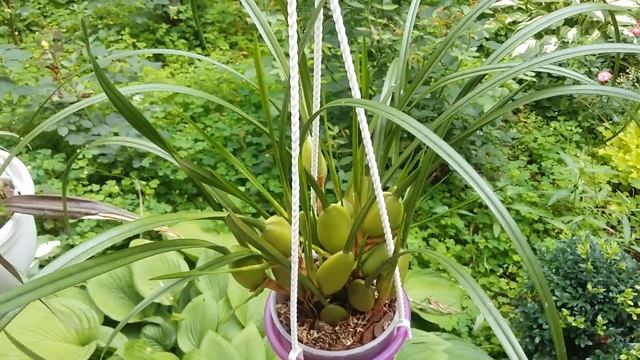 Обзор блоков и орхидей на улице. смотреть онлайн