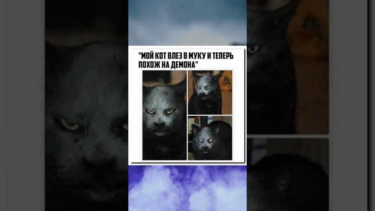 #актив #позитив #юмор #приколы #доброеутро #meme #добрыйвечер #cat #поззи #добрыйдень