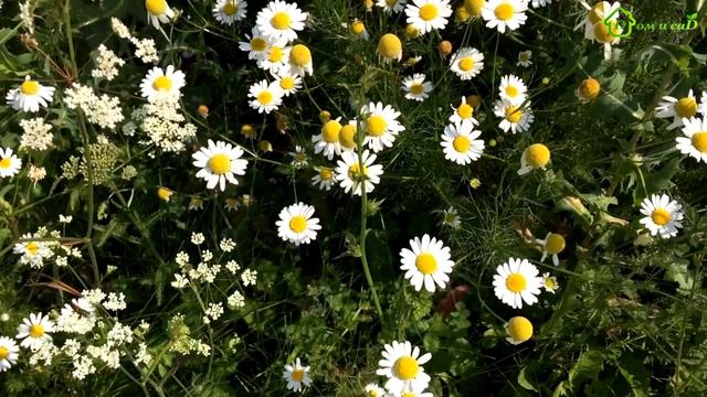 ?Заготовки пряных пряных трав? (РОМАШКА, КЛЕВЕР, ЗВЕРОБОЙ, ЛИПА) на зиму