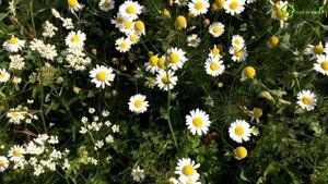 ?Заготовки пряных пряных трав? (РОМАШКА, КЛЕВЕР, ЗВЕРОБОЙ, ЛИПА) на зиму